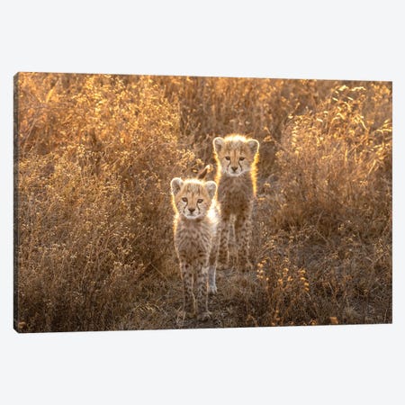 Two Little Cheetah Canvas Print #OXM5909} by Hung Tsui Canvas Art
