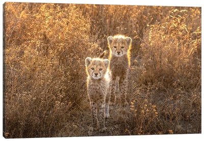 Two Little Cheetah Canvas Art Print - Cheetah Art