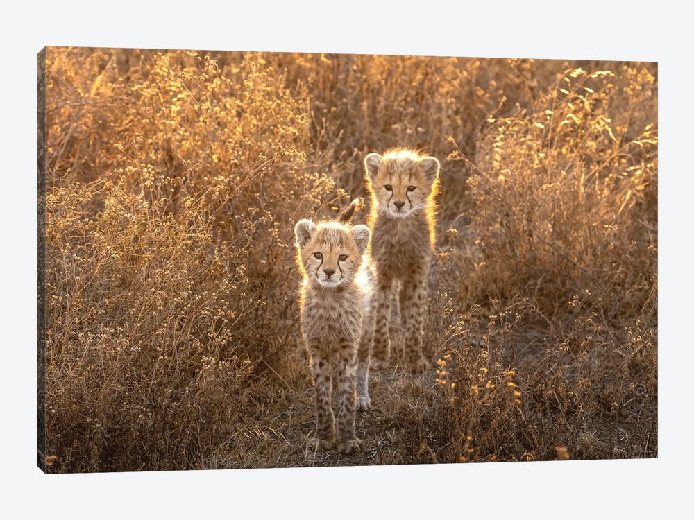 Two Little Cheetah by Hung Tsui 1-piece Canvas Art