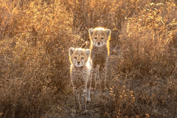 Two Little Cheetah
