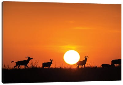 Running On The Sunset Canvas Art Print