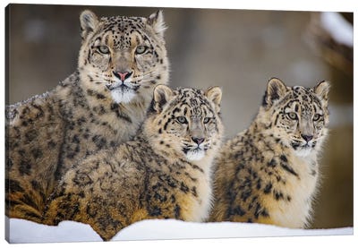 Family Canvas Art Print - Cheetah Art