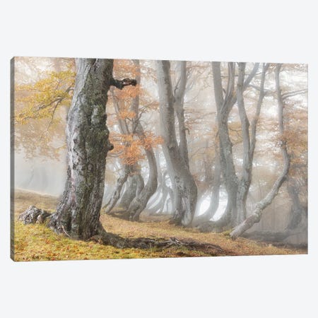 The Old Beech Tree Canvas Print #OXM5993} by Luigi Ruoppolo Canvas Print