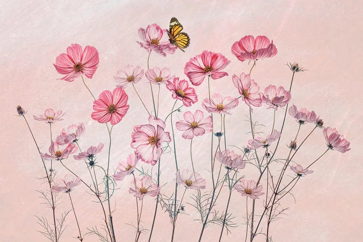 Cosmos And Butterfly by Lydia Jacobs wall art
