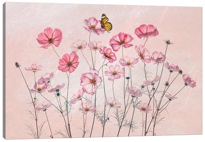 Cosmos And Butterfly Canvas Art Print - Cosmos Art