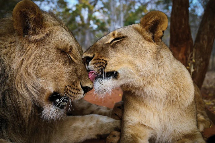 A Love History