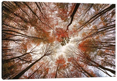 Autumn Trees Canvas Art Print - 1x Floral and Botanicals