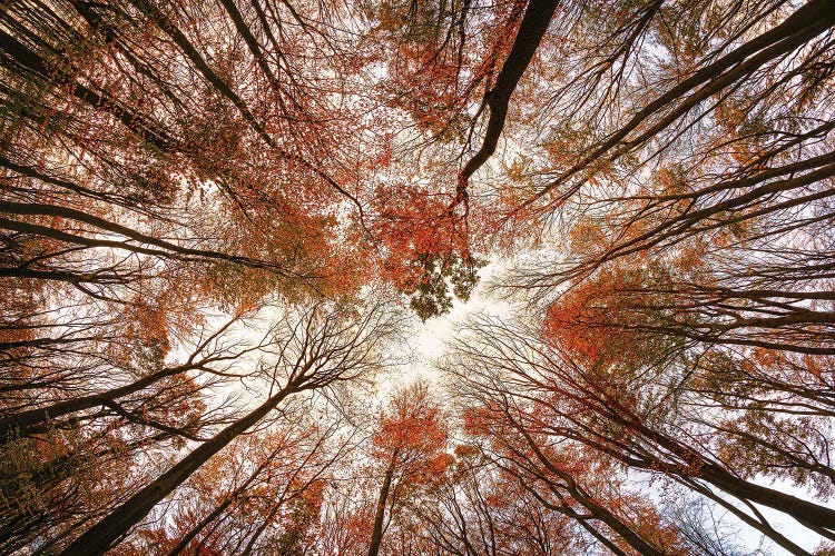Autumn Trees