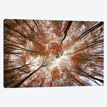 Autumn Trees Canvas Print #OXM6009} by Michael Art Print