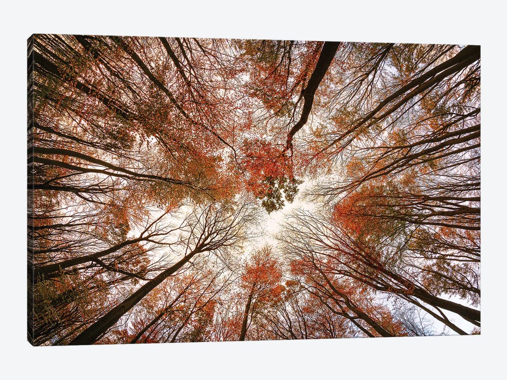 Autumn Trees by Michael 1-piece Canvas Art