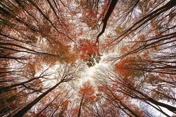 Scenic & Landscapes: Autumn Trees by Michael