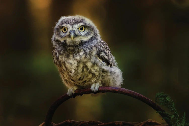 Small Screech Owl