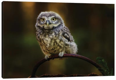 Small Screech Owl Canvas Art Print
