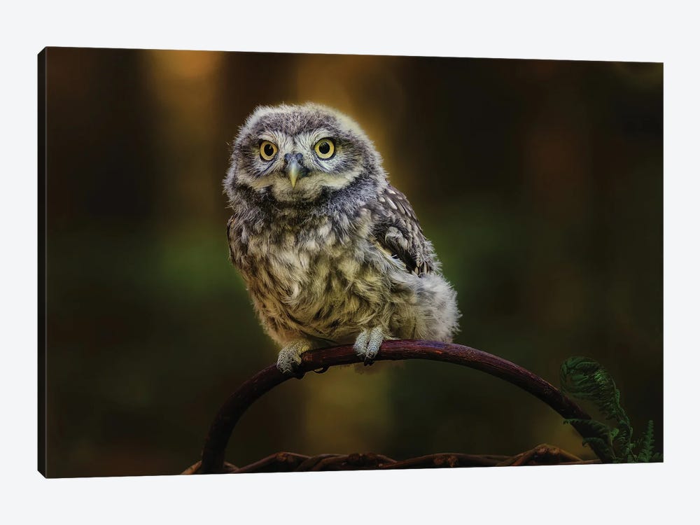 Small Screech Owl by Michaela Firesova 1-piece Art Print