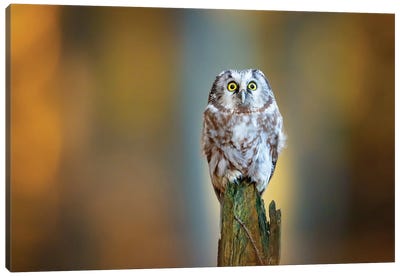 Boreal Owl Canvas Art Print