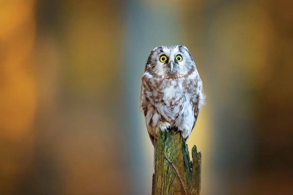 Boreal Owl