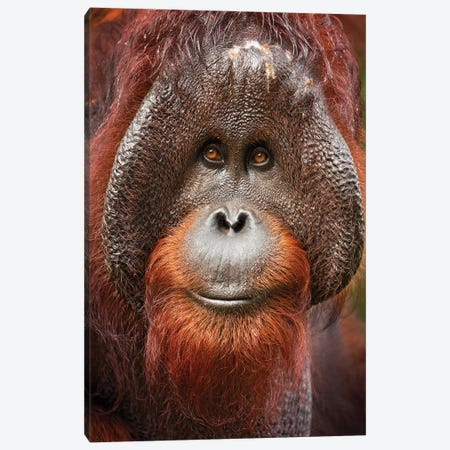 Bornean Orangutan Canvas Print #OXM6025} by Milan Zygmunt Canvas Art