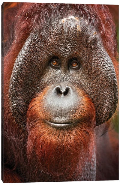 Bornean Orangutan Canvas Art Print - Orangutans