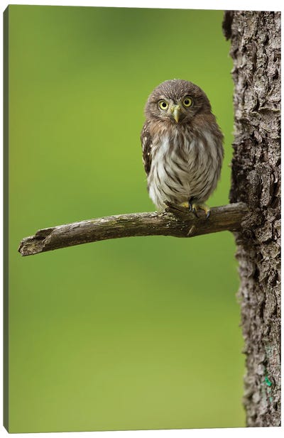 Eurasian Pygmy Owl Canvas Art Print
