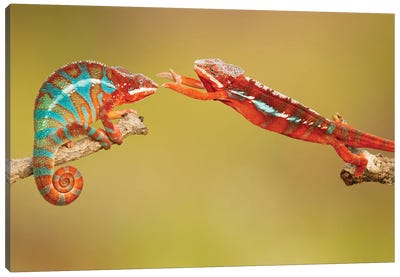 Panther Chameleons Canvas Art Print - Chameleons