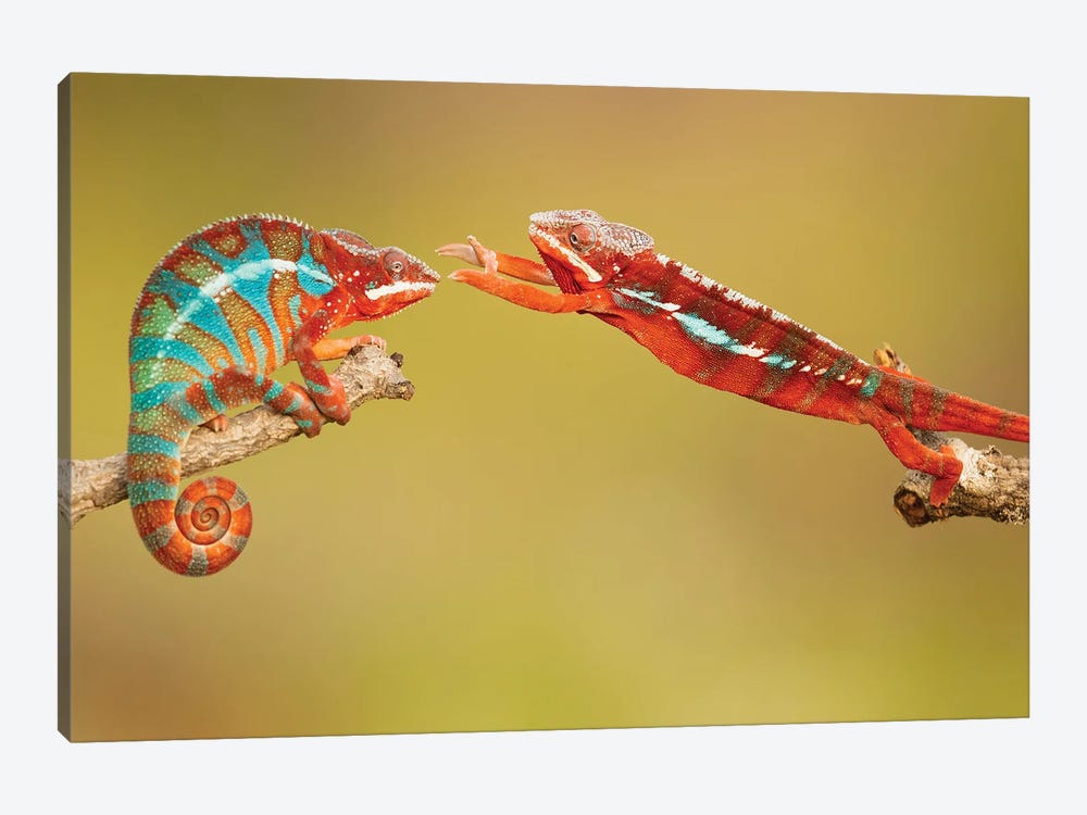 Panther Chameleons Canvas Artwork by Milan Zygmunt | iCanvas