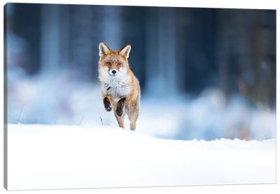 Red Fox Canvas Art Print