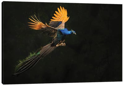 Flying In The Woods Canvas Art Print