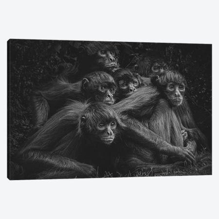 Spider Monkeys VI Canvas Print #OXM6057} by Paul Gomez Canvas Art Print