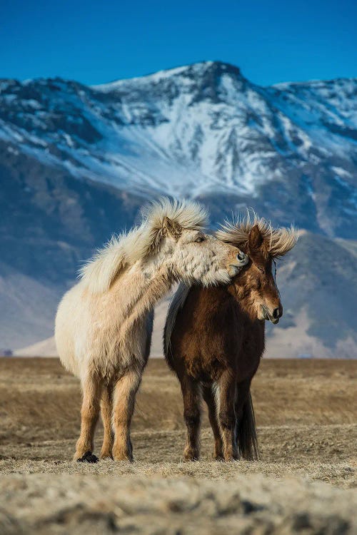 The Beautiful Horses During Courtships