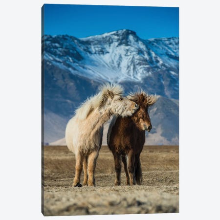 The Beautiful Horses During Courtships Canvas Print #OXM6061} by Petr Simon Canvas Print