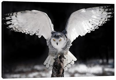 The Wings Canvas Art Print