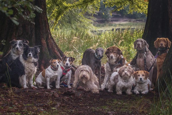 Collies: Family Portrait by Roelof De Hoog