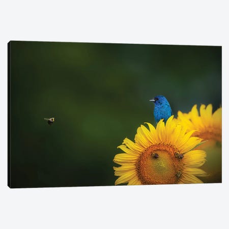 Hi There Canvas Print #OXM6083} by Ruiqing P. Canvas Print