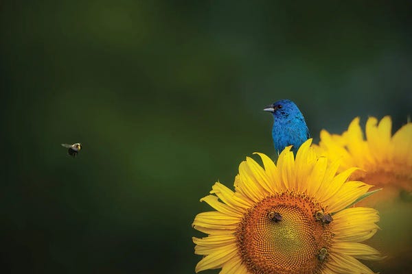 Bees: Hi There by Ruiqing P.