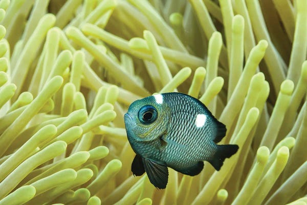 Clown Fish: Baby Clown by Serge Melesan