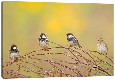 The 4 Sparrows Canvas Art Print