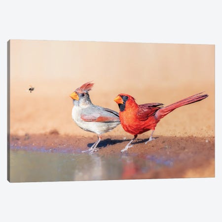A Bee And 2 Cardinals Canvas Print #OXM6110} by Siyu And Wei Canvas Art Print