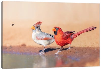 A Bee And 2 Cardinals Canvas Art Print