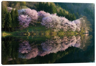 Sakura Canvas Art Print - 1x Scenic Photography