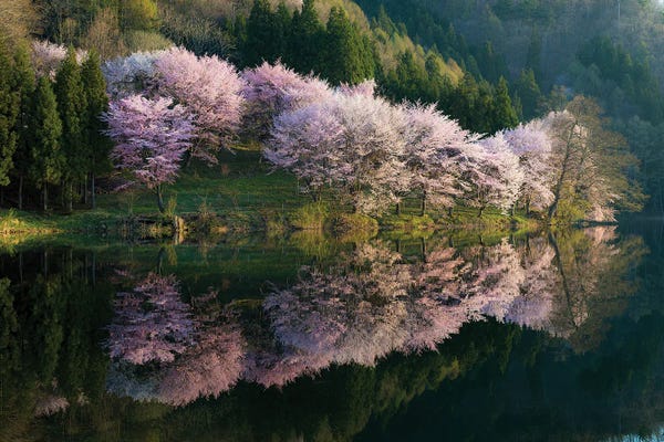 Blossoms: Sakura by Tatsuki Ito