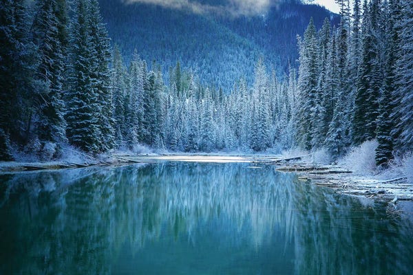 Pine Trees: Wonder Winter Land by Yongnan Li