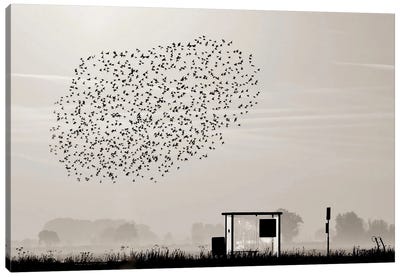 Birds Canvas Art Print