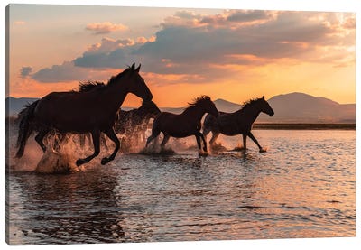 Water Horses Canvas Art Print