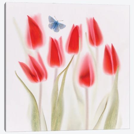 Red Tulips Canvas Print #OXM6241} by Brian Haslam Canvas Print