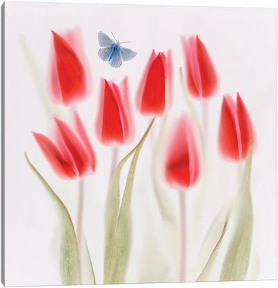 Red Tulips Canvas Art Print