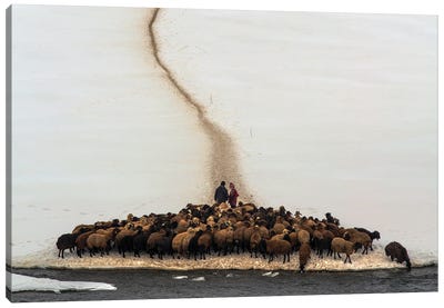Sheep Drinking Water Canvas Art Print