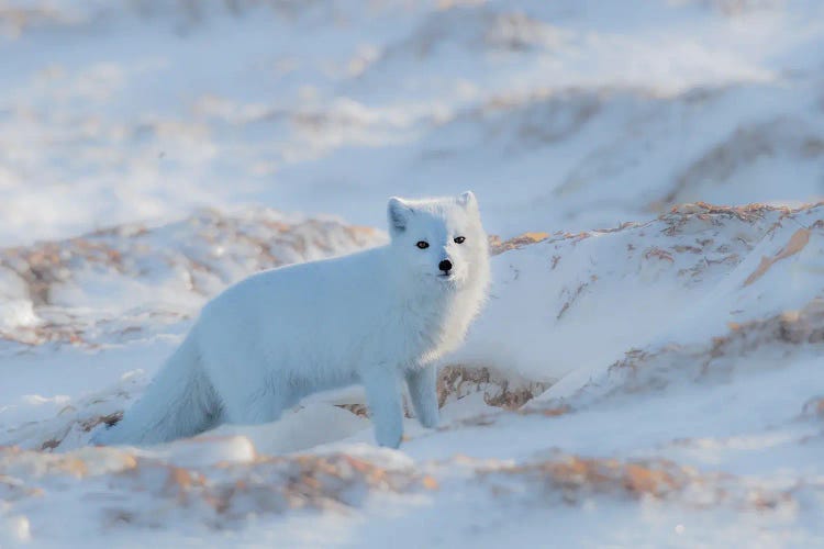 Arctic Fox