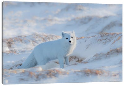 Arctic Fox Canvas Art Print