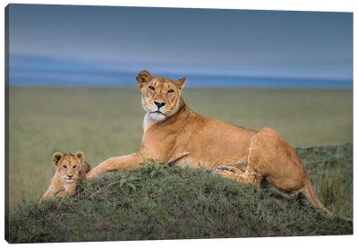 Rest With Cub Canvas Art Print