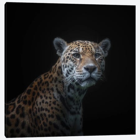 Jaguar Canvas Print #OXM6297} by Kamera Canvas Art Print